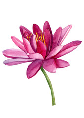 pink lotus on white background, hand drawing, beautiful watercolor flowers 