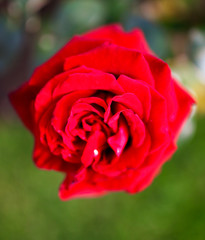 Beautiful red roses grow in the park
