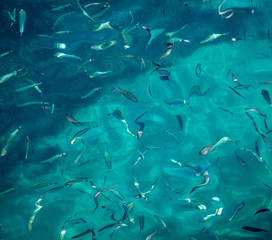 Fish in the blue water of the sea as a background