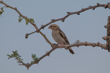Red billed Quelea on a branch, Chobe riverfront, Namibia, Africa