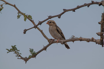 Red billed Quelea on a branch, Chobe riverfront, Namibia, Africa