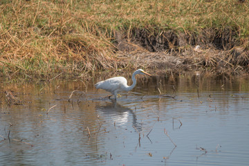 Great egret at the chobe river, Namibia, Africa