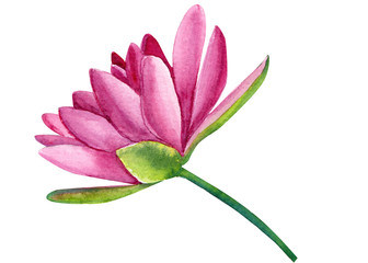 Fototapeta na wymiar pink lotus on white background, hand drawing, beautiful watercolor flowers 