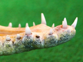 Teeth in the mouth of a crocodile