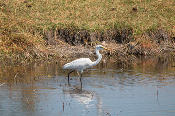 Great egret at the chobe river, Namibia, Africa