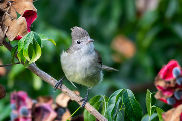A Yellow-bellied Elaenia perches in a tree in a garden located in the rain forest on the island of Tobago.