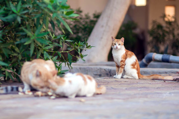 Naklejka na ściany i meble Homeless cats eat on the street. Animal protection concept
