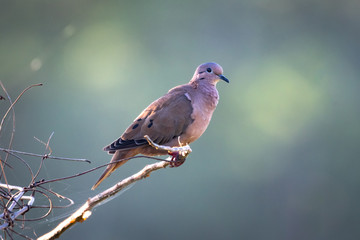 An Eared Dove perches on a lone branch in the early morning light.