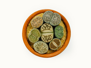 close up group of Lithops