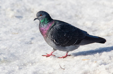 Dove in the snow in winter