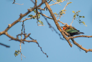 White fronted bee eater in a tree, Chobe riverfront, Namibia, Africa