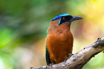 A close up shot of a Trinidad Motmot perching on a branch with blurred colors of the rain forest in the background.