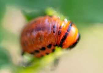 Colorado potato beetle in the garden