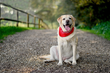 Labrador retriever posing, Mature golden labrador dog.