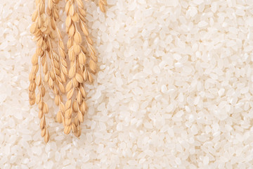 Raw white polished milled edible rice crop on white background in brown bowl, organic agriculture design concept. Staple food of Asia, close up.