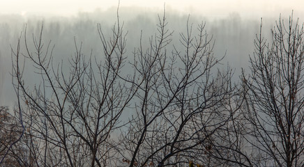 Obraz premium Bare tree branches in the fog at dawn