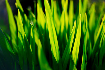 Green Leaves. Closeup nature view of green leaf on blurred greenery background in garden with copy space using as background natural green plants landscape, ecology, fresh wallpaper concept.