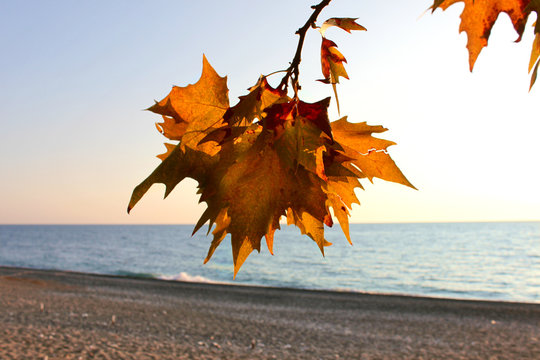 Autumn leaf on a background of the sea