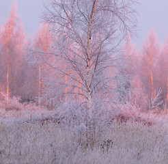Bare branches of a tree in the snow at dawn in winter