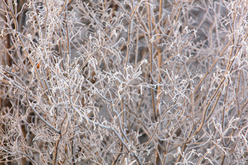 Bare branches of a tree in the snow at dawn in winter