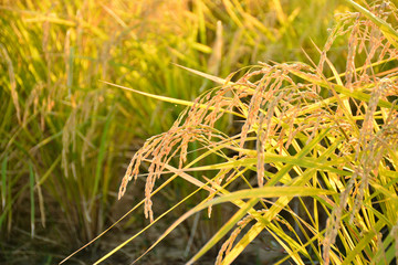秋の稲穂