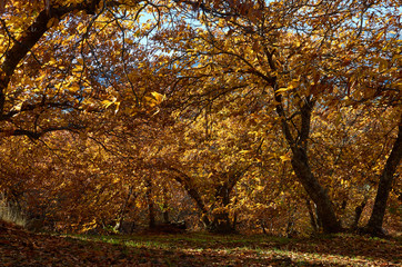 Fototapeta premium chestnut forest also called the copper forest