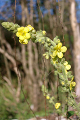 Yellow Mullein flowers  (lat. Verbascum)