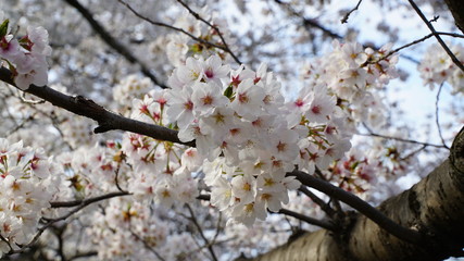 桜