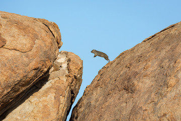 Dassie jumping from one boulder to another