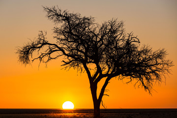 African sunrise behind a tall acacia tree, Namib Naukluft Park, Namibia