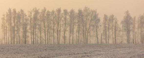 Trees in the snow and fog at dawn
