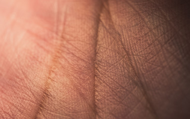 Fototapeta premium Closeup of palm