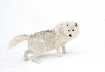 Arctic wolf isolated on white background walking in the winter snow in Canada © Jim Cumming