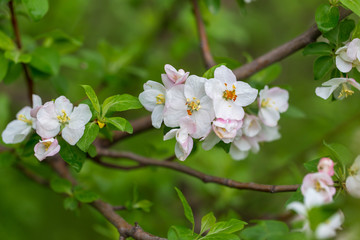 Flowers on the branches of apple trees in spring