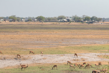 Fototapeta na wymiar Impalas in the savanna, Chobe river, Botswana, Africa
