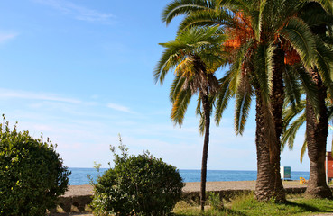 Fototapeta na wymiar Palm trees by the sea. Gagra, Abkhazia 