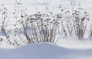 Dry grass on white snow