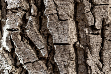 Bark on an old tree