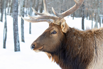 Bull Elk isolated against a white background walking in the winter snow in Canada