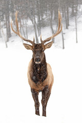 Naklejka na ściany i meble Bull Elk with large antlers isolated against a white background walking in the winter snow in Canada