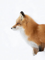 Red fox (Vulpes vulpes) with a bushy tail and orange fur coat isolated on white background hunting in the freshly fallen snow in Algonquin Park, Canada
