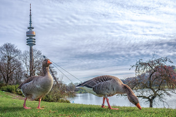 Gänse im Olympiapark München mit Olympiaturm im Hintergrund
