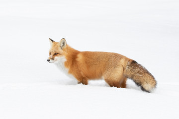 Naklejka na ściany i meble Red fox (Vulpes vulpes) with a bushy tail and orange fur coat isolated on white background hunting in the freshly fallen snow in Algonquin Park, Canada