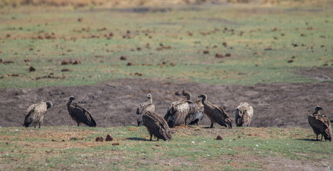 White backed vulture on the chobe river bank, Botswana, Africa