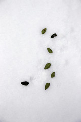 blatt muster im schnee