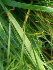 Drops on grass