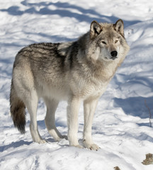 A lone Timber Wolf or Grey Wolf Canis lupus isolated on white background walking in the winter snow in Canada