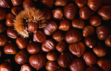 Ripe chestnuts close up. Raw Chestnuts for Christmas. Fresh sweet chestnut. Food background