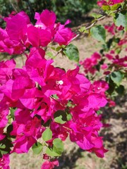 Pink flowers in the garden
