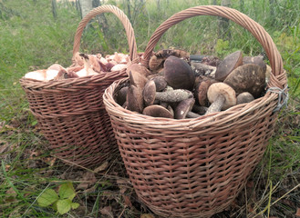 Mushrooms in baskets